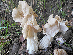 White saddle