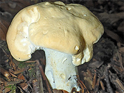 Wood hedgehog