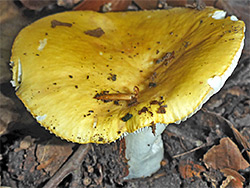Ochre brittlegill