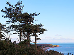 Conifer trees