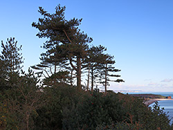 Trees on West Down