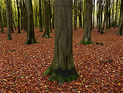 Trees and leaves