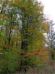 Autumnal trees