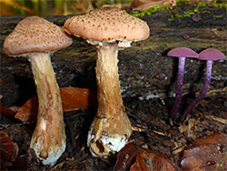 Bulbous honey fungus