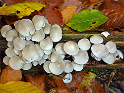 Common bonnet