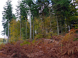 Conifers and ferns