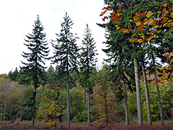 Well-spaced trees
