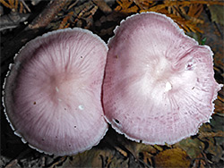 Lilac bonnet