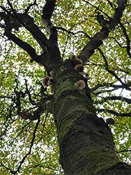 Mushrooms on a tree