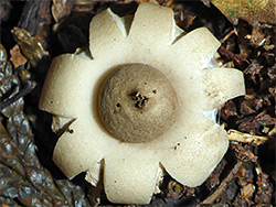 Rounded earthstar