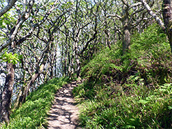 West Woodybay Wood