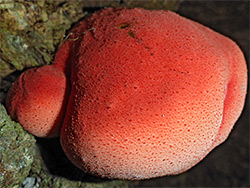 Beefsteak polypore - young