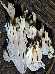 Grey coral fungus