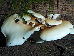 Pale oyster mushroom