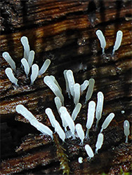 Stemonitopsis