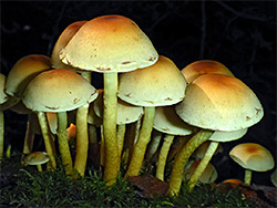 Sulphur tuft cluster