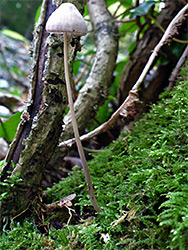 Common bonnet