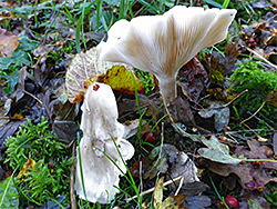 Clouded funnel