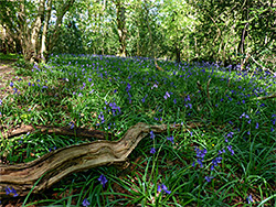 Bluebells and branch