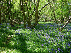 Bluebells and path