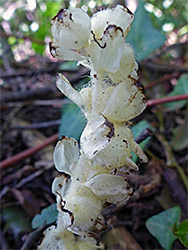 Common toothwort