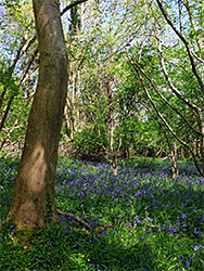 Tree and bluebells