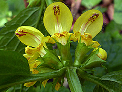 Yellow archangel