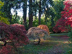 Trees in the Acer Glade