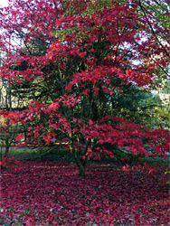 Tree in the acer glade
