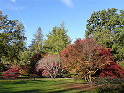 Small and large trees