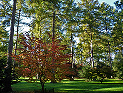 Maple and conifers