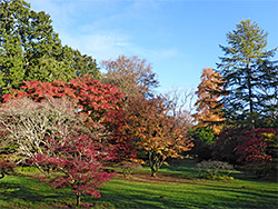 Varied leaf colours