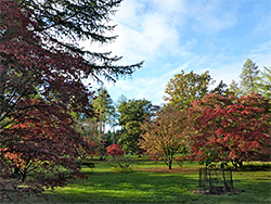 Maples and grassland