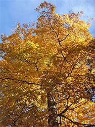 Orange leaves