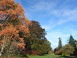 Trees beside Green Lane