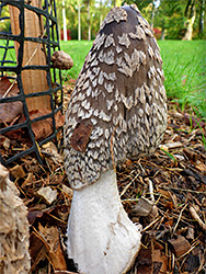 Magpie inkcap