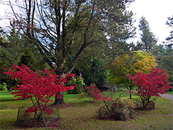 Two red maples