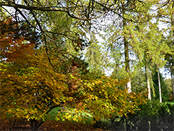 Yellowing maple leaves