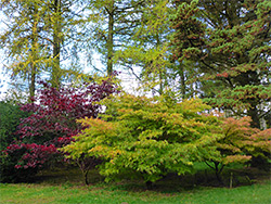 Three maples