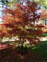 Orange leaves