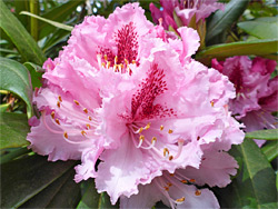 Pink rhododendron