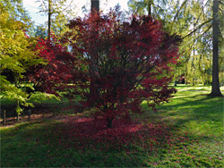 Shadowy tree