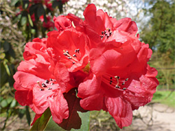 Red rhododendron