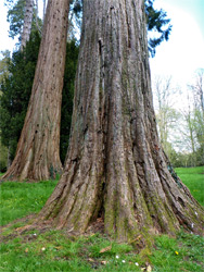 Two redwoods