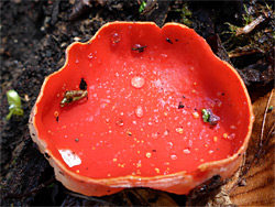 Scarlet elf cup