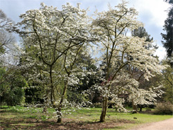 White blossom