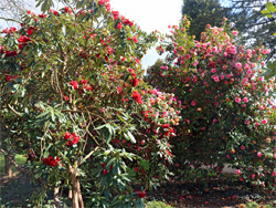 Red and pink flowers