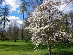 White-flowered tree