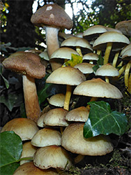 Sulphur tuft