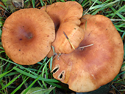 Tawny funnel cap